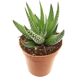Haworthia Zebra Kaktüs
