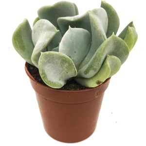 Echeveria Topsy Turvy Sukulent