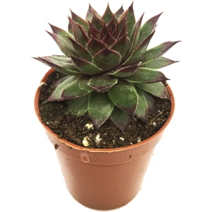 Sempervivum Gunter Sukulent