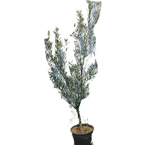 Fidan Ofisim Bursa Gemlik Zeytin Fidanı +150 cm