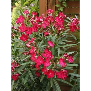 Fidan Ofisim Zakkum Fidanı Pembe Çiçekli +80 cm