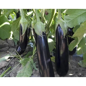 Tokat Patlıcanı Tohumu 10'lu