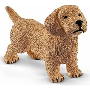 Dachshund 13891