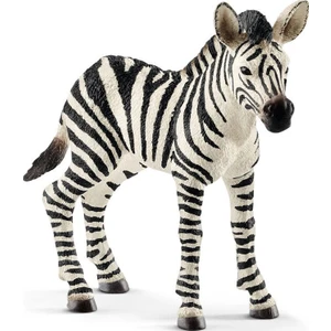 Yavru Zebra 14811