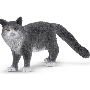 Maine Coon Kedi 13893