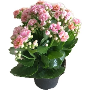 Bahçe Kalanchoe Kalanşo Çiçeği Pembe