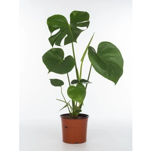 Hobi ve Bahçe Deve Tabanı Monstera Deliciosa Saksıda