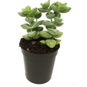 Crassula Rupestrıs Sukulent