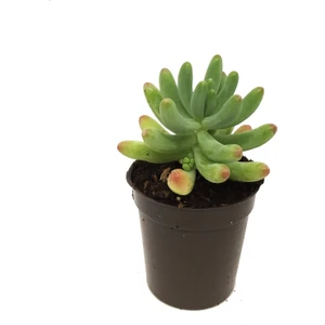 Sedum Pachyphyllum Sukulent