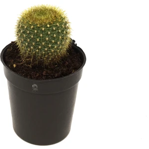 Notocactus Altın Top Kaktüs