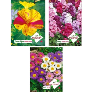 Akşam Sefası Şebboy Aster Tohumu