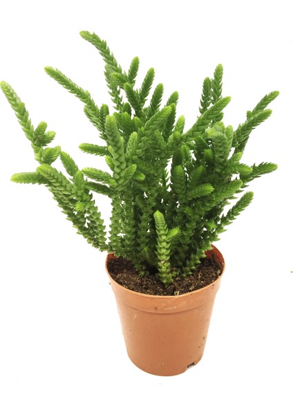 Crassula Muscosa Watch Chain Sukulent