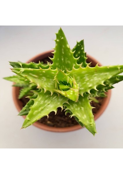 Aloe Zanzibarica Sukulent 5.5'luk Saksıda