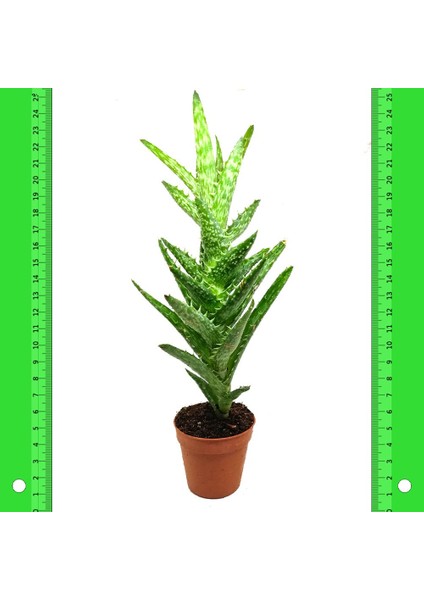 Aloe Zanzibarica Sukulent 5.5'luk Saksıda fiyatları