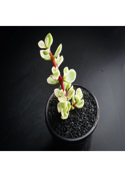 Crassula Portulaca Afra Sukulent 5.5'luk Saksıda