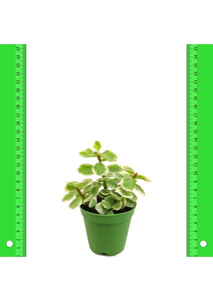 Crassula Portulaca Afra Sukulent 5.5'luk Saksıda fiyatları