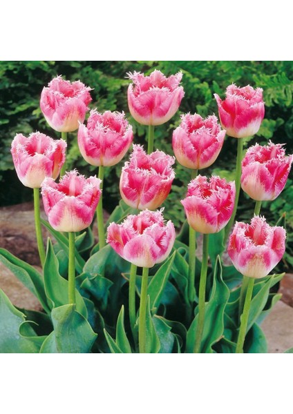 Fancy Frills Fırfırlı Lale Soğanı 5'li