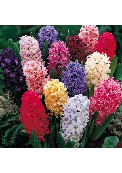 Hyacinthus Karışık Mix Sümbül Soğanı 10'lu