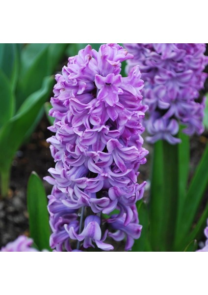 Hyacinthus Splendid Cornelia Sümbül Soğanı 3'lü