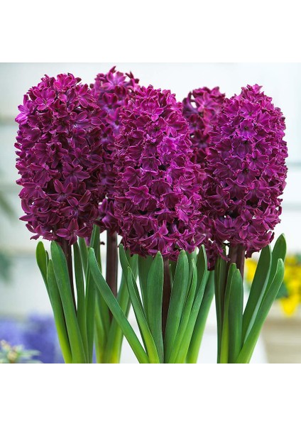 Hyacinthus Woodstock Sümbül Soğanı 3'lü