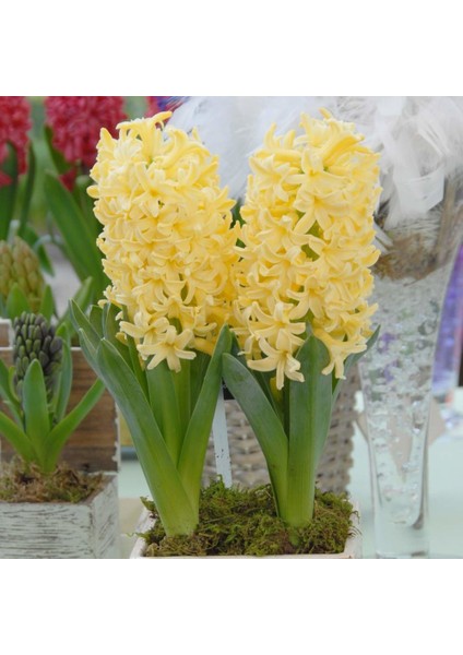 Hyacinthus Yellow Stone Sümbül Soğanı 3'lü