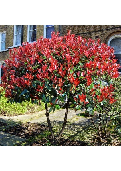 Tüplü Alev Ağacı Photinia Fidanı