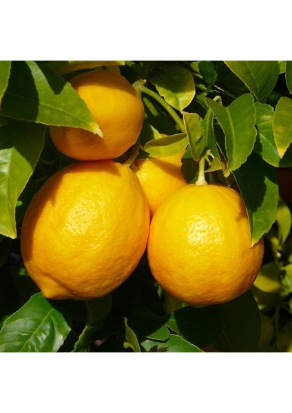 Tüplü Aşılı Bol Sulu Yüksek Mayer Limon Fidanı