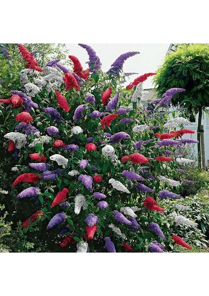 Tüplü Kelebek Çalısı Tricolor Butterfly Bush Buddleia Fidanı