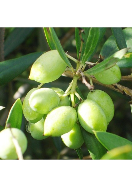 Tüplü Koroneiki Bodur Zeytin Fidanı