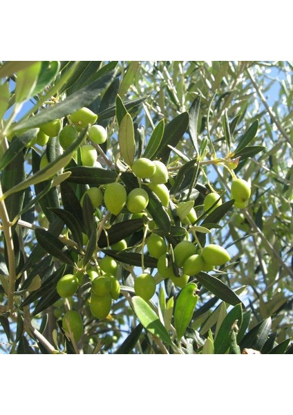 Tüplü Koroneiki Bodur Zeytin Fidanı fiyatları