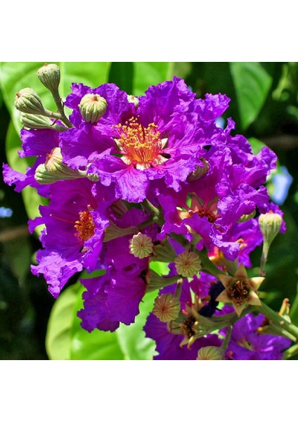 Tüplü Lagerstromia Indica Mor Renkli Oya Ağacı Fidanı