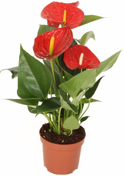 Anthurium Andraeanum Red Kırmızı Antoryum Flamingo Çiçeği