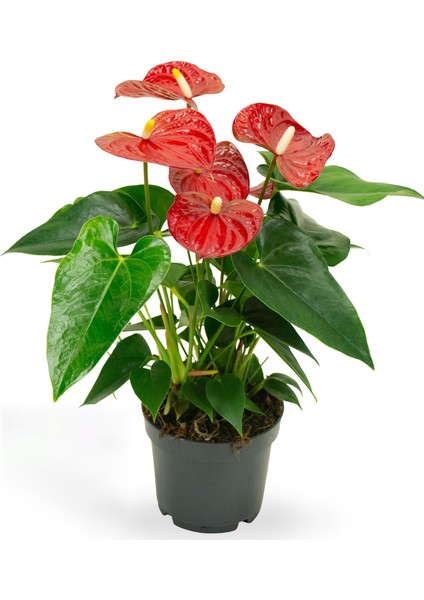 Anthurium Andraeanum Red Kırmızı Antoryum Flamingo Çiçeği fiyatları