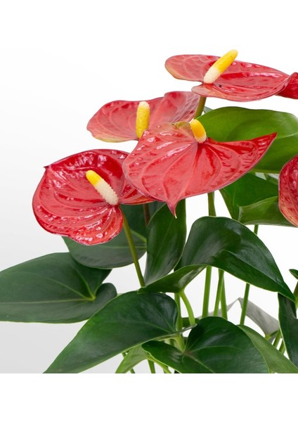 Anthurium Andraeanum Red Kırmızı Antoryum Flamingo Çiçeği modelleri