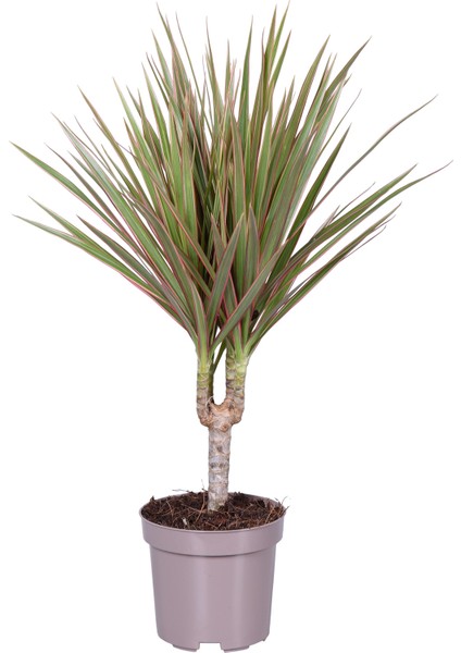 Dracaena Marginata Bicolor 1 Gövdeli