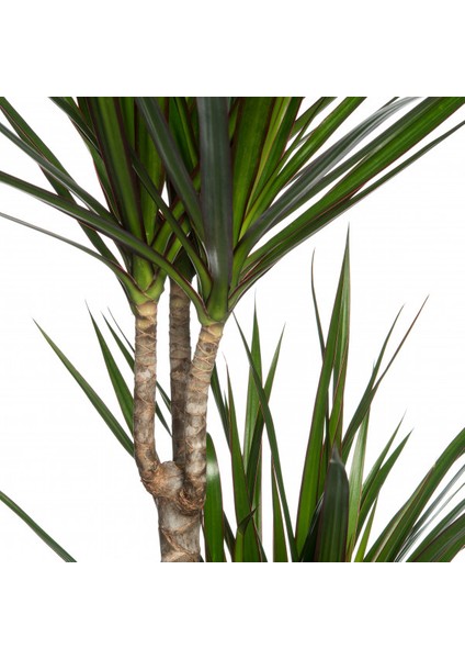 Dracaena Marginata Bicolor 1 Gövdeli