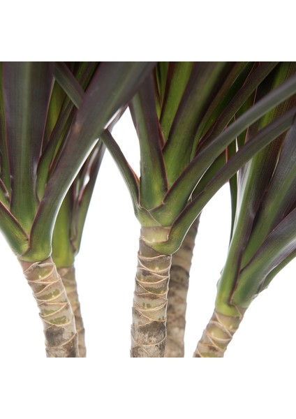Dracaena Marginata Bicolor 1 Gövdeli