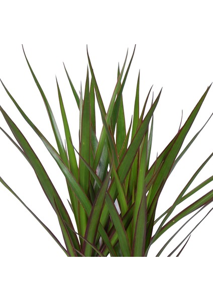Dracaena Marginata Bicolor 1 Gövdeli