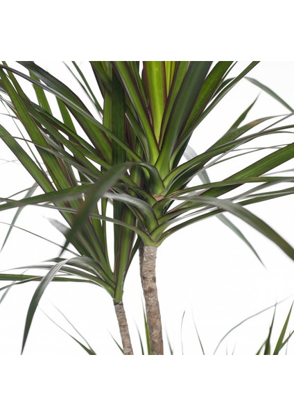 Dracaena Marginata Bicolor 1 Gövdeli