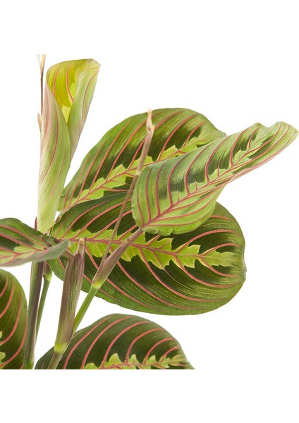 Maranta Fascinator Dua Çiçeği Bitkisi modelleri