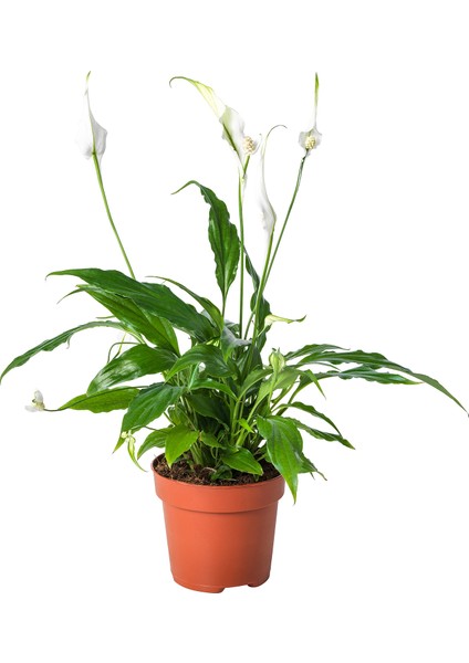 Spathiphyllum Wallisii Bebek Barış Çiçeği