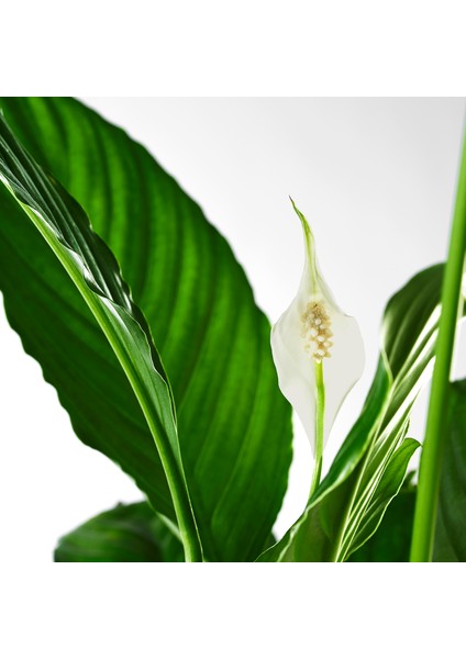 Spathiphyllum Wallisii Bebek Barış Çiçeği