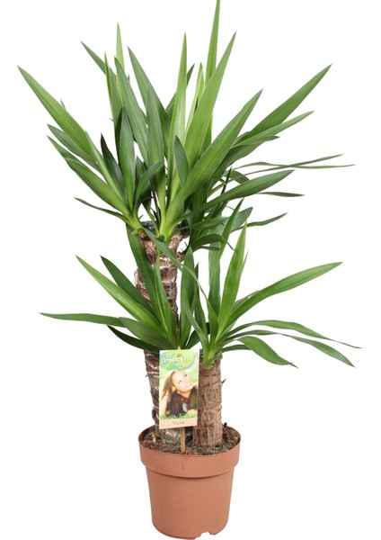 Yucca Massengena Yuka Bitkisi 2 Gövdeli 80 - 100 cm