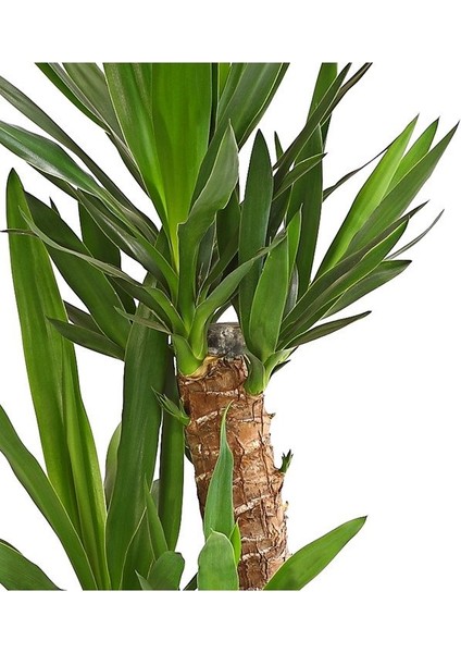 Yucca Massengena Yuka Bitkisi 2 Gövdeli 80 - 100 cm