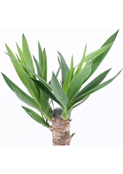 Yucca Massengena Yuka Bitkisi 2 Gövdeli 80 - 100 cm