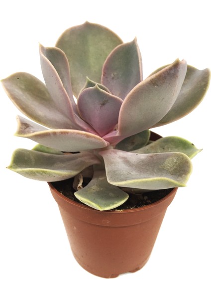 Echeveria Perle Von Nurnberg Sukulent
