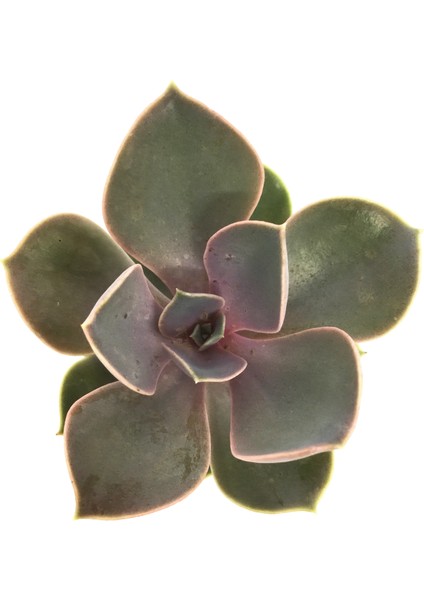 Echeveria Perle Von Nurnberg Sukulent fiyatları