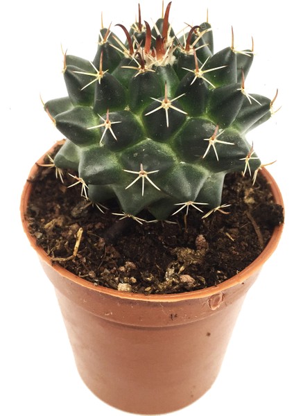 Echinopsis Oxygona Kaktüs