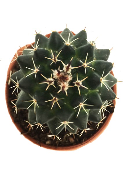 Echinopsis Oxygona Kaktüs