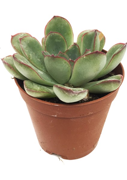 Echeveria Starlite Sukulent